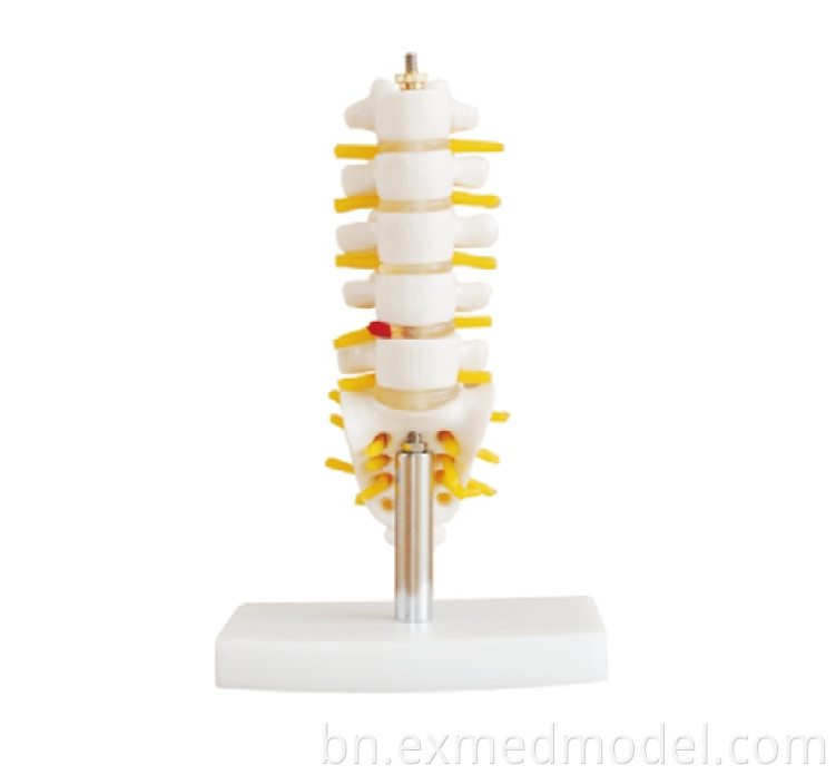 Mini Lumbar Vertebra with Sacrum